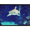 Screen Int Fixed Frame 250 x 156cm Projector Screen 16:10 116 inch FE250X156